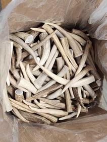 50 Lbs Of Elk Antler Tips