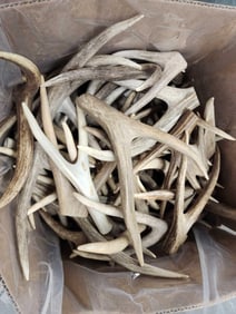 33 Lbs Of Mule Deer Fork Antlers