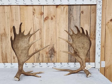 Awesome 24.4 Lbs Set Of Self Standing Alaskan Moose Antlers