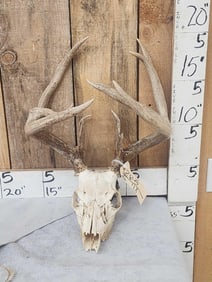 Mini Monster 4x5 Whitetail Antlers On Skull