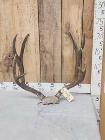 BIG 4x4 Mule Deer Antlers On Skull Plate