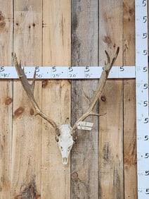Fallow Deer Antlers On Skull