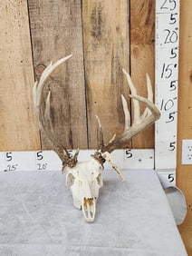 Freak 160 Class Whitetail Antlers On Skull