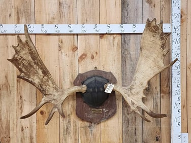 Vintage 52" Moose Antlers On Plaque