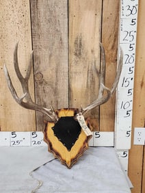 5x5 Mule Deer Antlers On Plaque