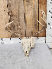 4x5 Whitetail Antlers On Skull