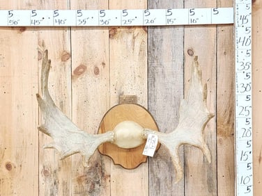30" Wide Moose Antlers On Plaque