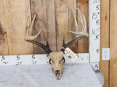 167" 6x6 Whitetail Antlers On Skull