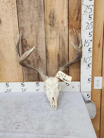 4x5 Whitetail Antlers On Skull
