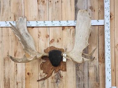 48" Wide Moose Antlers On Plaque