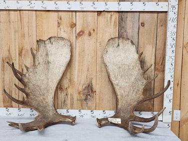 Massive 44.9 Lbs Set Of Alaskan Moose Shed Antlers