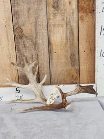 108" Whitetail Shed Antler