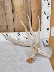 78" Wild Kansas Whitetail Shed Antler