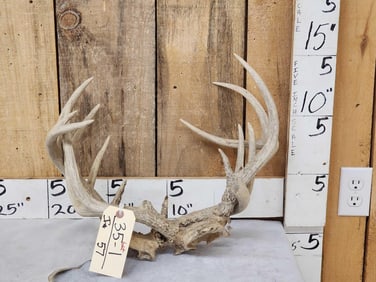 2 Sets Of Locked Whitetail Antlers On Skull Plates