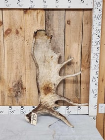 17.6 Lbs Alaskan Moose Shed Antler