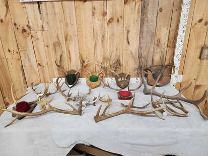 Miscellaneous Antlers Lot: 29.167 Includes Whitetail Mule Deer Elk Fallow Deer Antlers