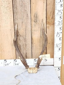 Rusa Deer Antlers On Skull Plate