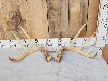 6x5 Whitetail Antlers