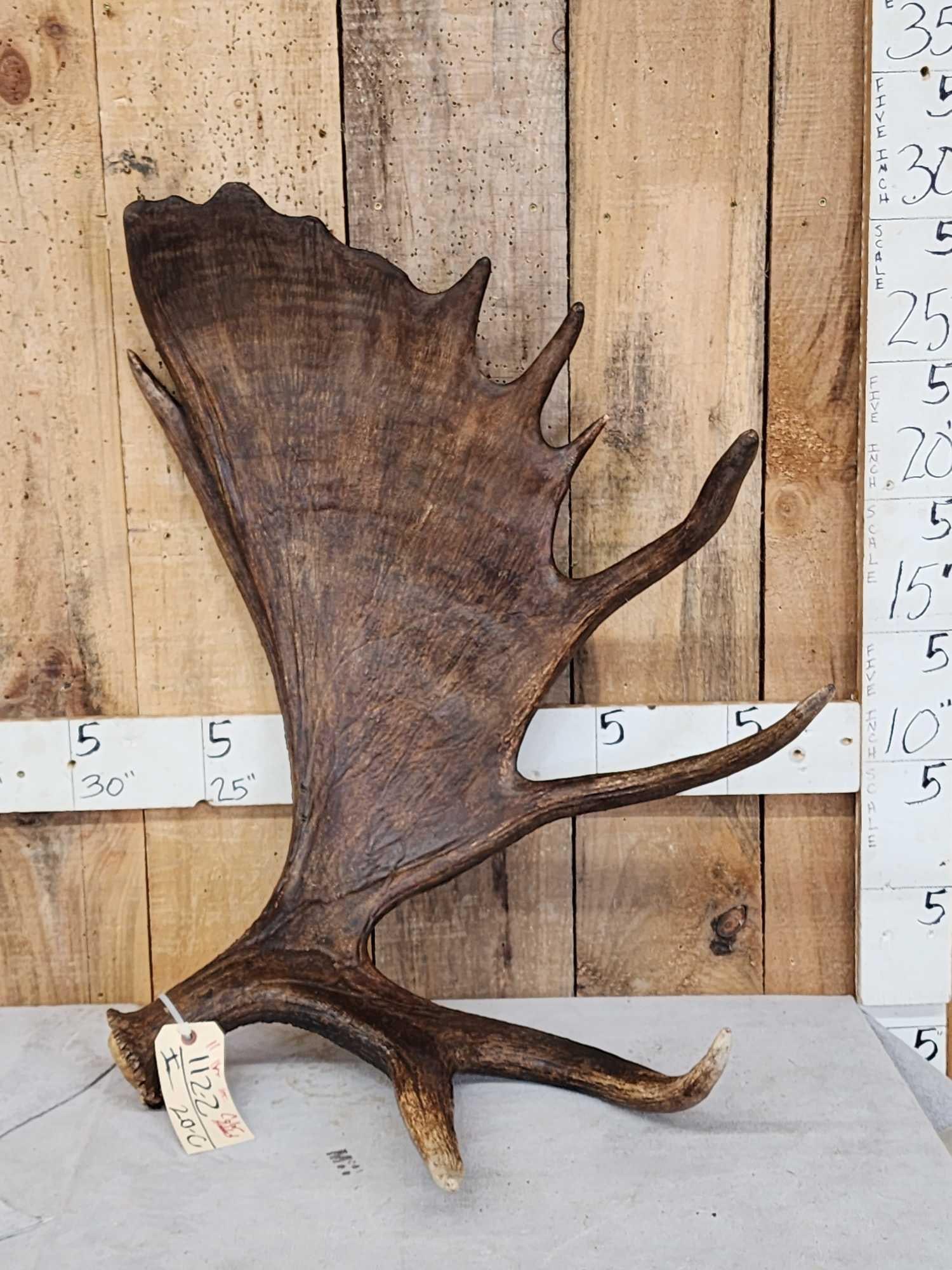 11 Lbs Alaskan Moose Shed Antler: 112.2 Big palm long tines color enhanced
