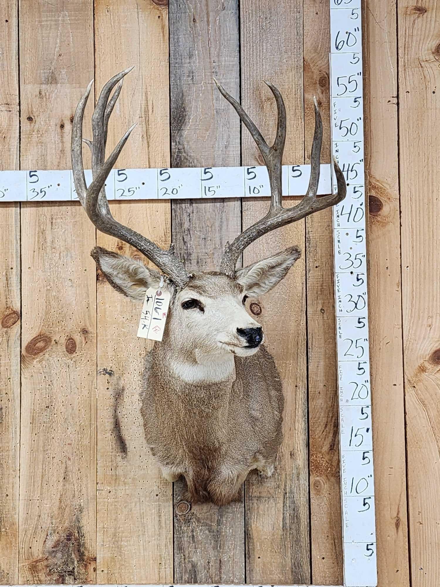 5x5 Mule Deer Shoulder Mount Taxidermy: 106.1 Great look tall tines almost 22" inside spread