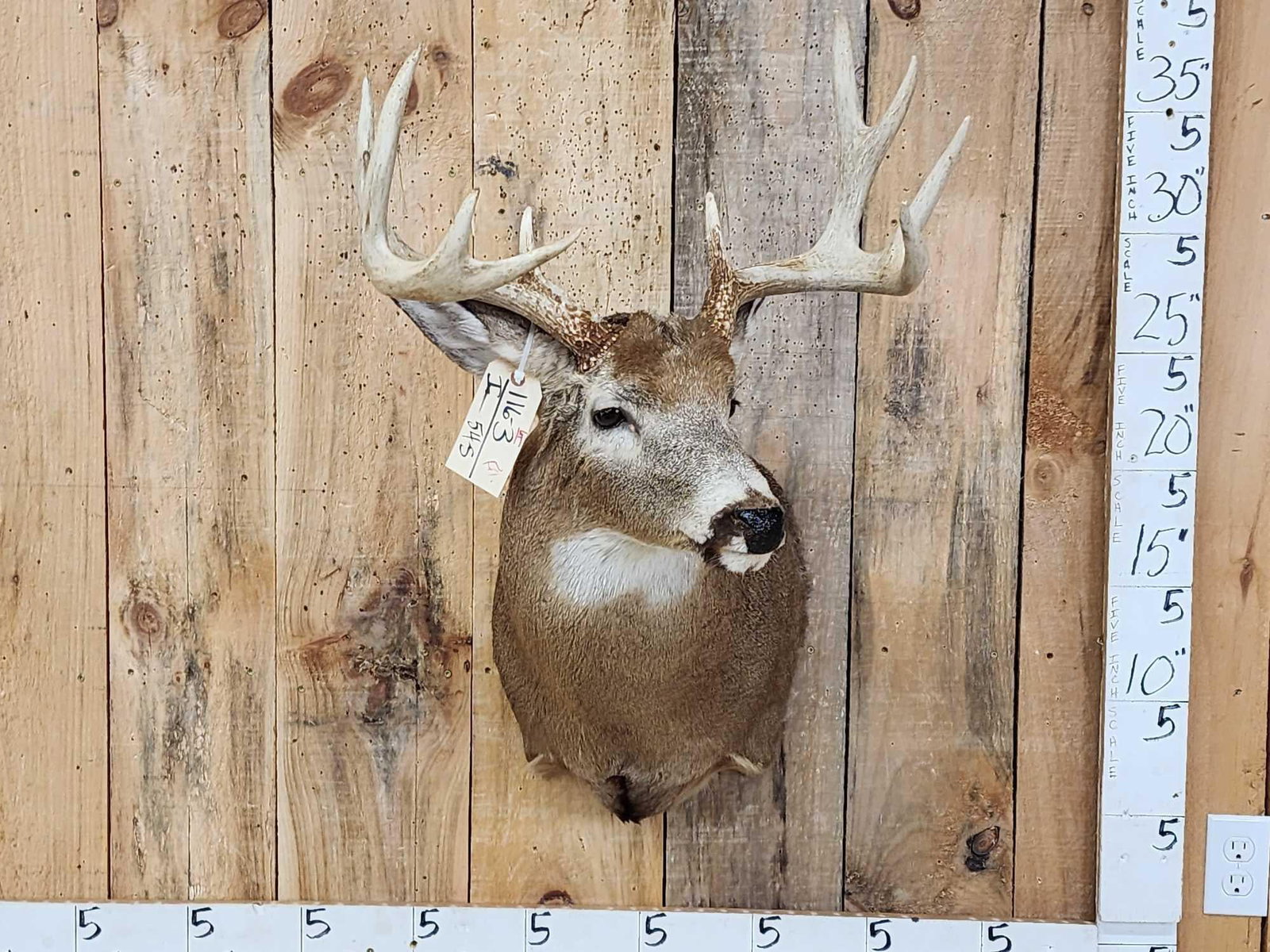 4x4 Whitetail Shoulder Mount Taxidermy: 116.3 Nice clean mount forked g2s