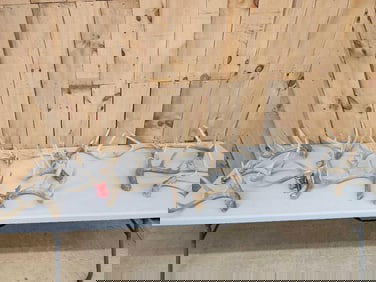 25.3 Lbs Of Whitetail Shed Antlers