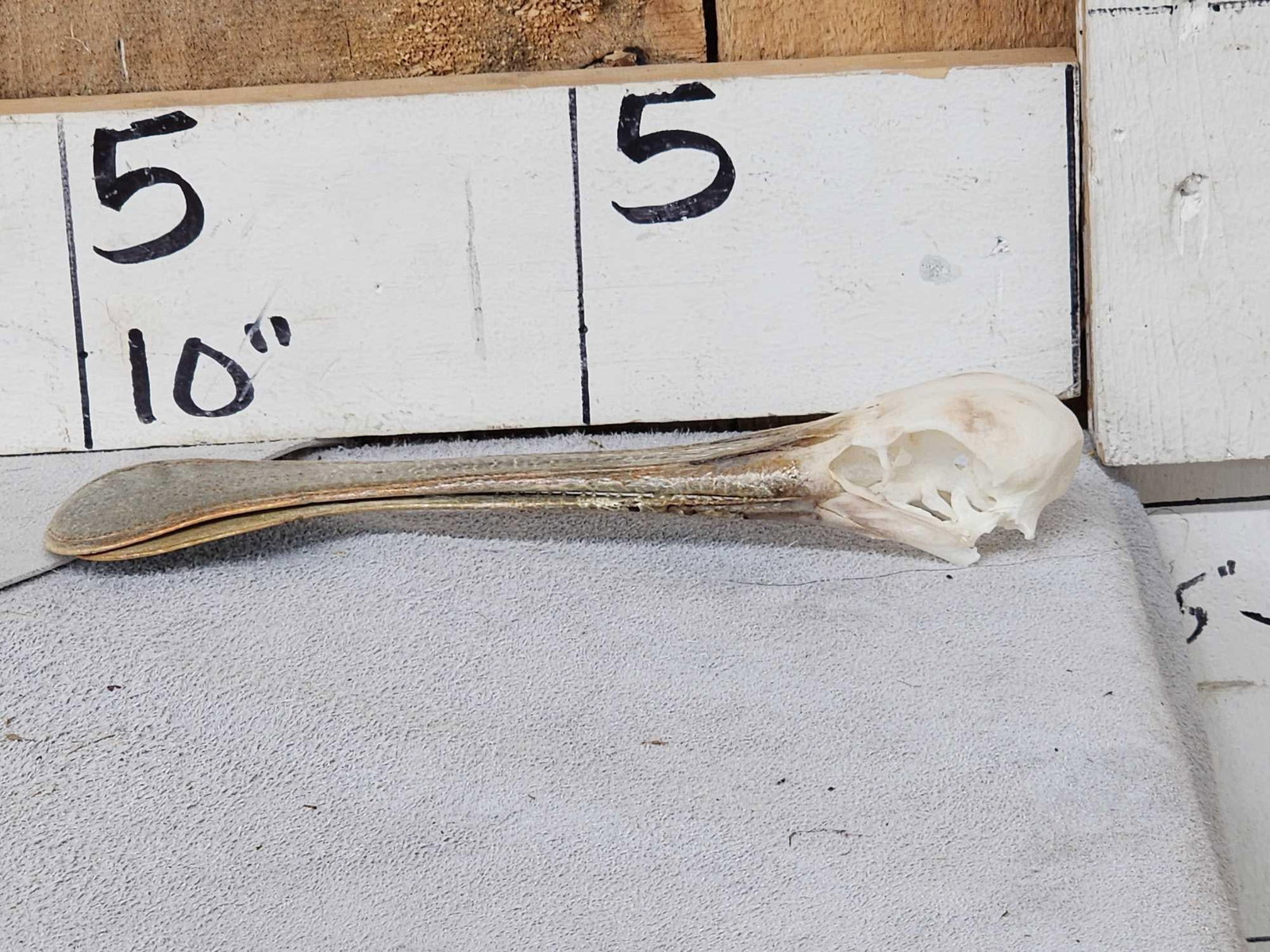 African Spoonbill Bird Skull Taxidermy: 47.4 Nicely done Skull