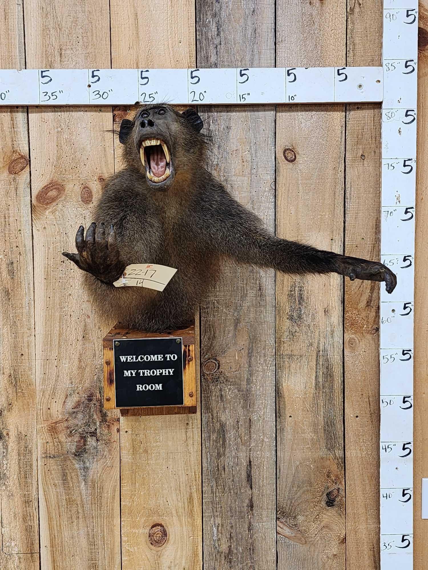 African Chakma Baboon Half Body Wall Pedestal Taxidermy Mount: 22.17 Nicely done mount great Oddities Curiosity piece mount slides right off the Pedestal for easy transport