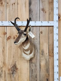 Pronghorn Antelope Shoulder Mount Taxidermy