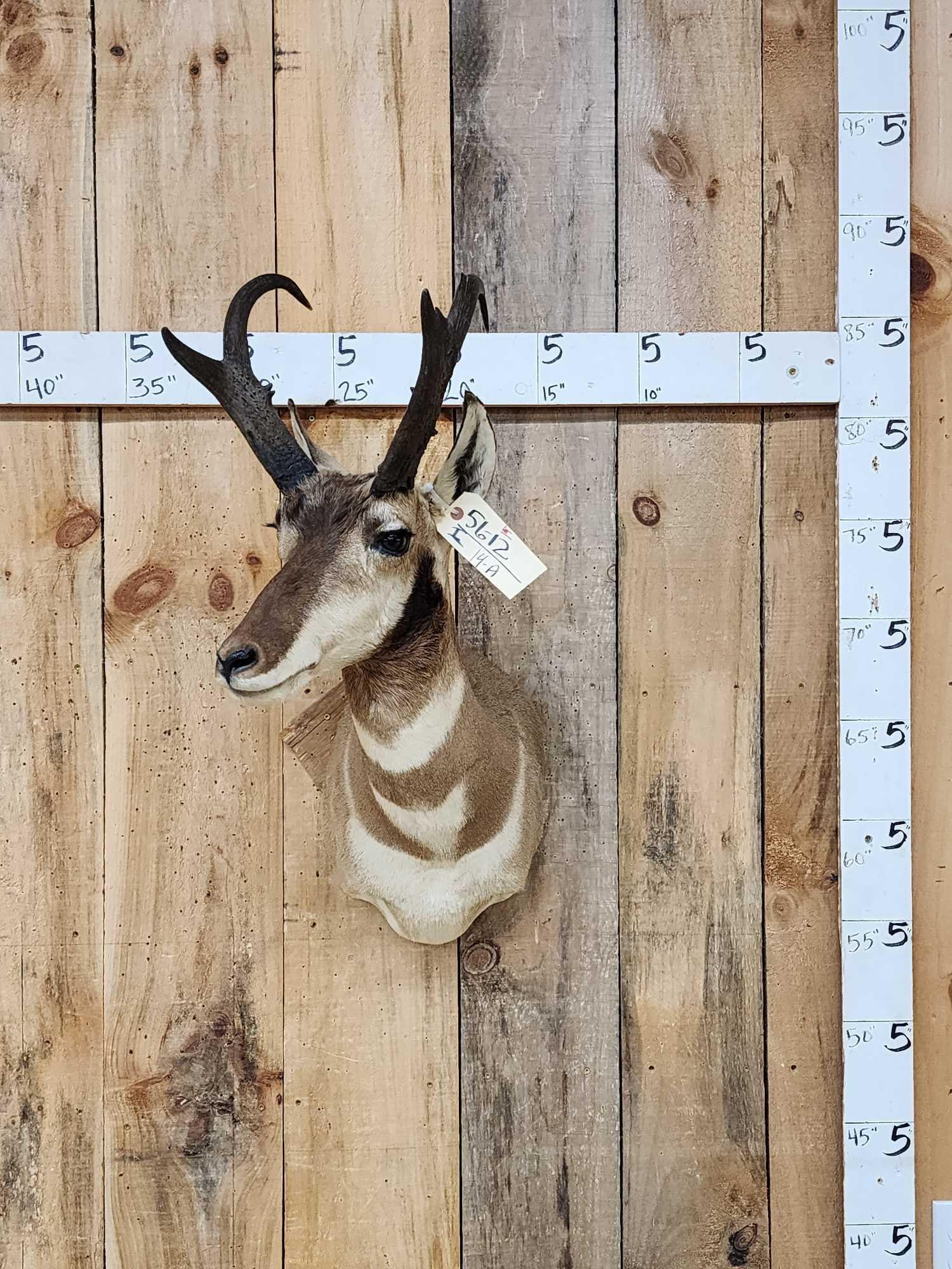 Pronghorn Antelope Shoulder Mount Taxidermy