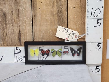 Frame Of 5 Beautiful Butterflies Taxidermy