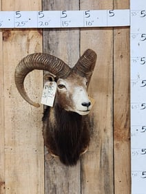 Mouflon Cross Ram Sheep Shoulder Mount Taxidermy