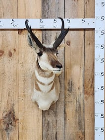 Pronghorn Antelope Shoulder Mount Taxidermy