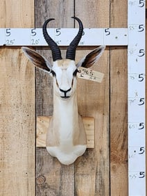 African Springbok Shoulder Mount Taxidermy