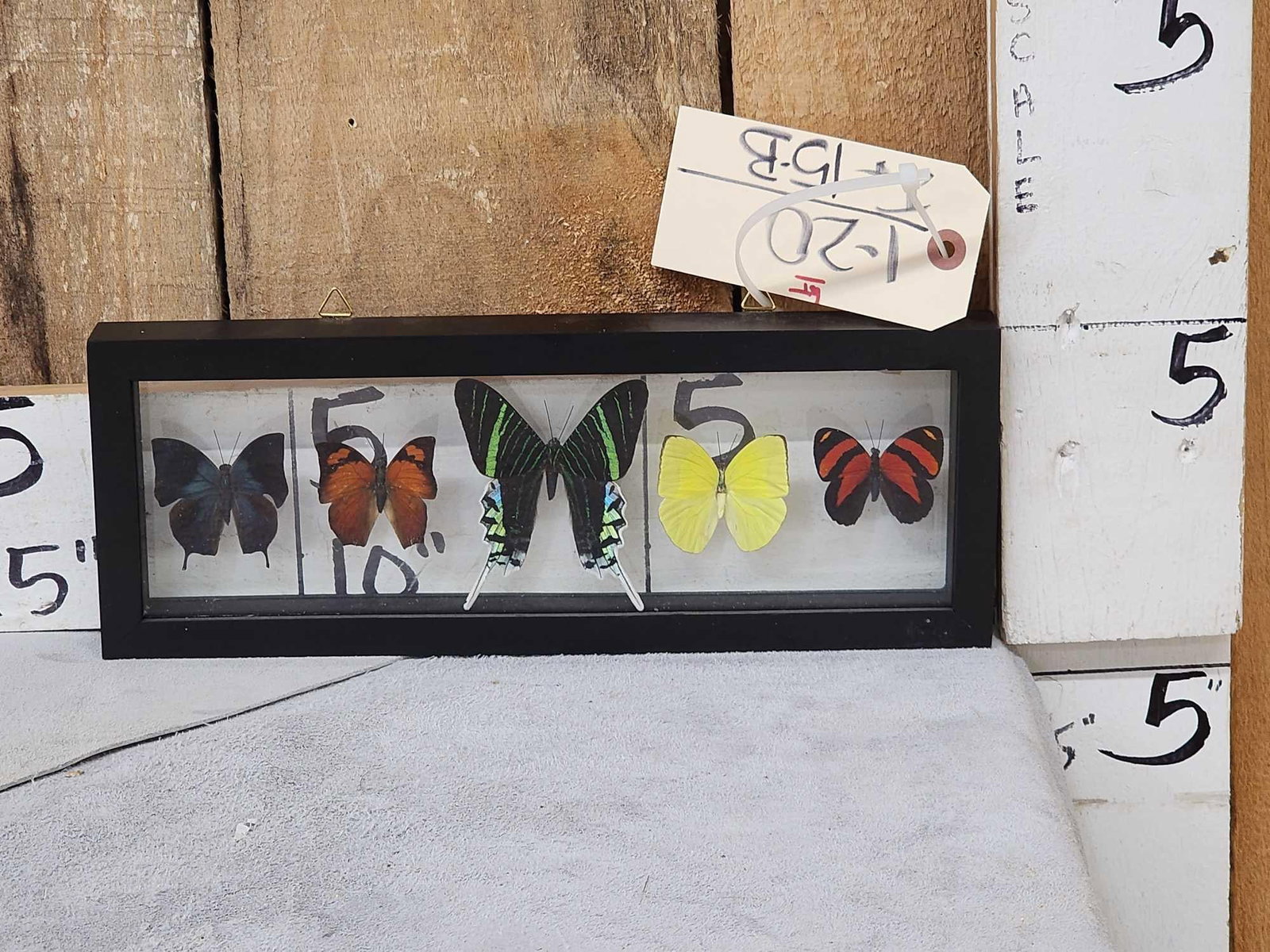 Frame Of 5 Beautiful Butterflies Taxidermy: 1.20 Brand new piece awesome vibrant colors Peru