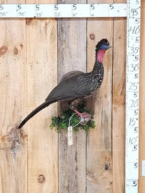 Crested Guan Full Body Bird Taxidermy