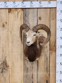 Mouflon Cross Ram Sheep Shoulder Mount Taxidermy