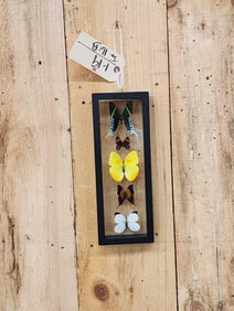 Frame Of 5 Beautiful Peruvian Butterflies Taxidermy