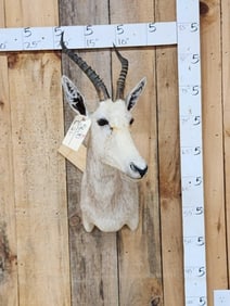 African Roan Blesbok Shoulder Mount Taxidermy
