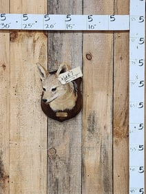 African Black Back Jakal Shoulder Mount Taxidermy