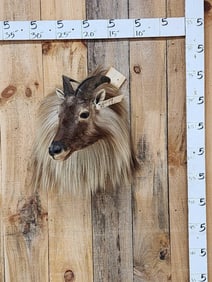 Gorgeous Himalayan Tahr Shoulder Mount Taxidermy