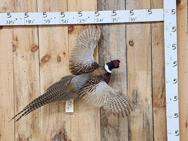 Ringneck Pheasant In Flight Bird Taxidermy