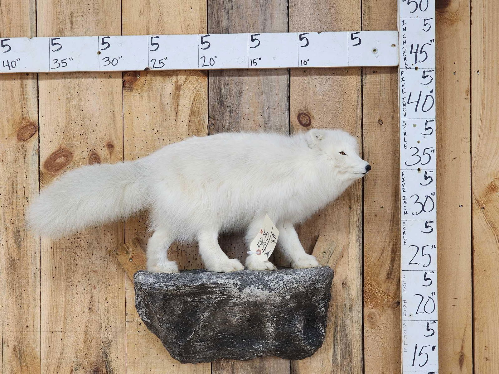 Arctic Fox Full Body Taxidermy Mount: 58.25 Nice mount thick soft fur on light weight artificial rock hanging base