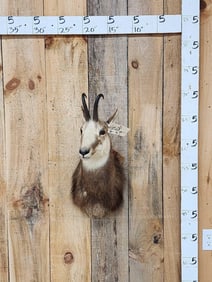 Alpine Chamois Shoulder Mount Taxidermy