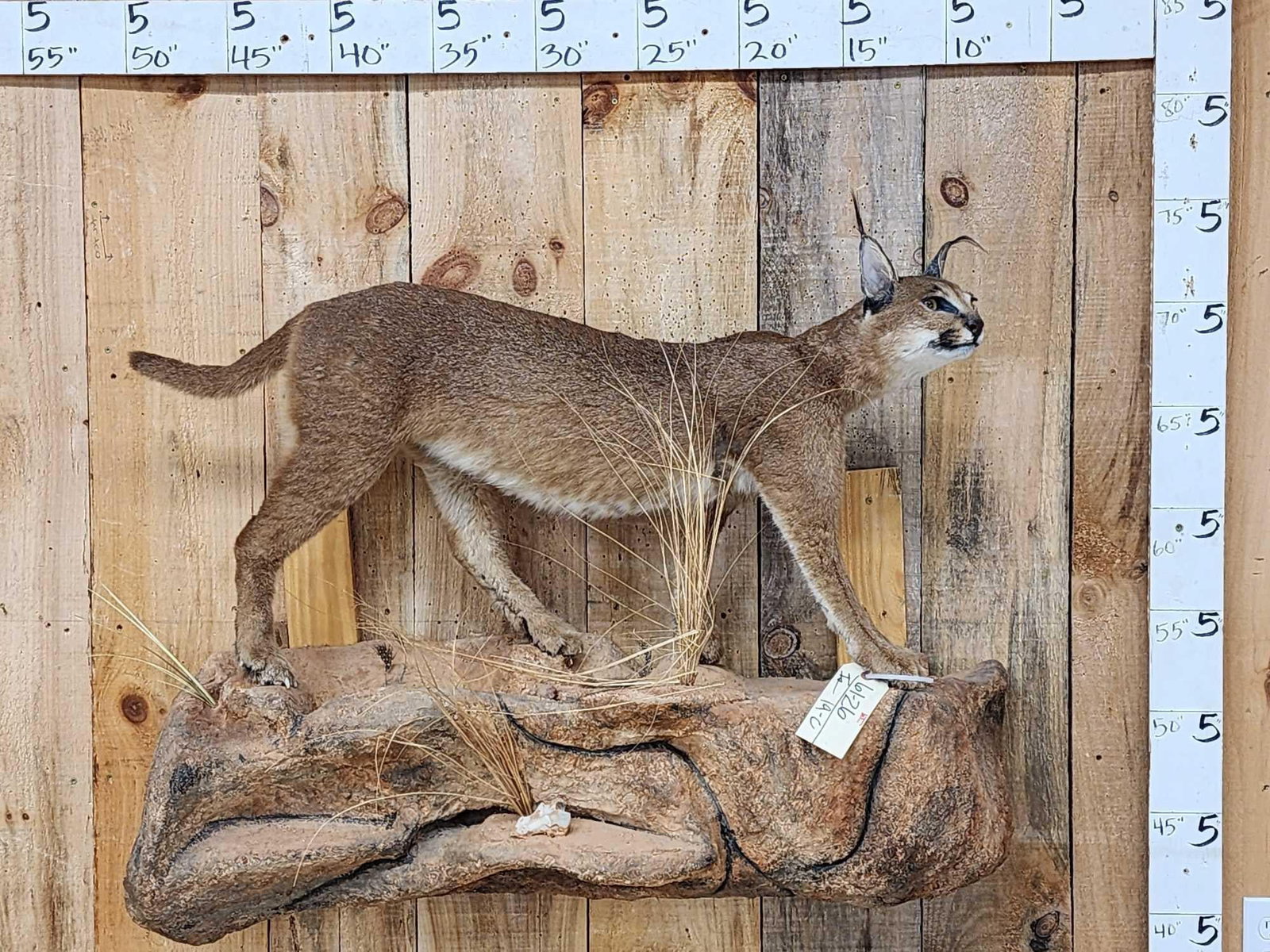 African Caracal Cat Full Body Taxidermy Mount: 61.26 Bigger cat than most Nicely done mount great facial features on light weight habitat base