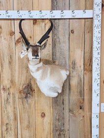 Pronghorn Antelope Shoulder Mount Taxidermy