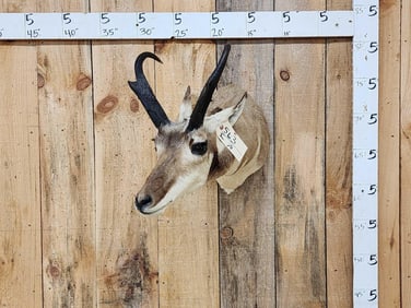 Pronghorn Antelope Shoulder Mount Taxidermy