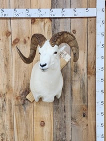 Beautiful Alaskan Dall Sheep Shoulder Mount Taxidermy