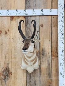 Pronghorn Antelope Shoulder Mount Taxidermy
