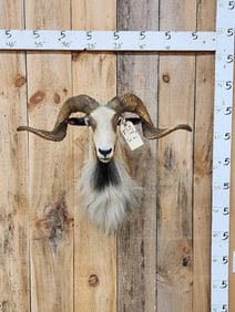 Big Ram Sheep Shoulder Mount Taxidermy